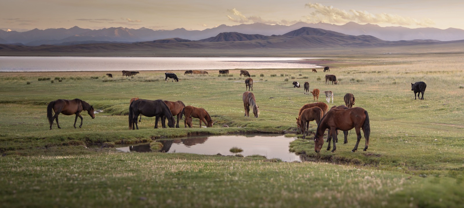 Open steppe and rolling upland terrain of the Karaganda Region, Kazakhstan