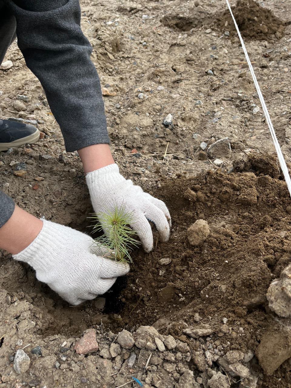 A young tree being planted by hand at the Uplands project in Kazakhstan