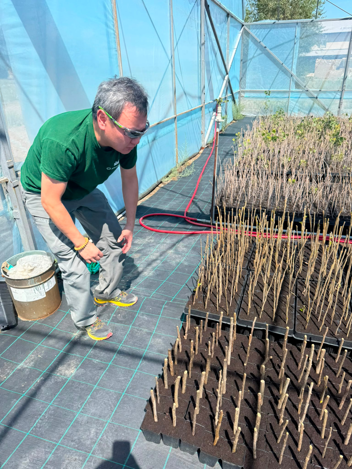 Uplands project field team inspecting tree propagation in Kazakhstan