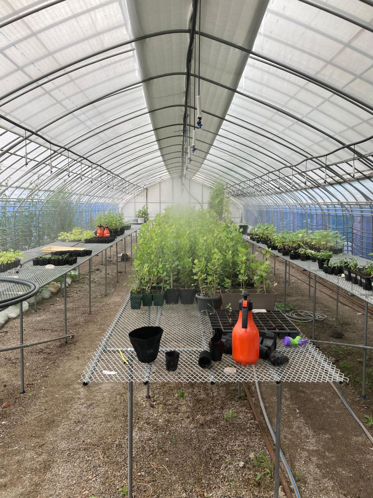 Young trees growing in the Uplands project nursery in Kazakhstan